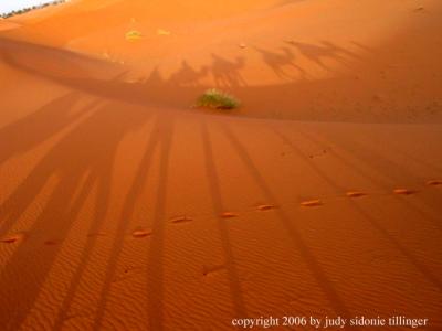 camel shadows