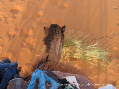 camel bends to eat