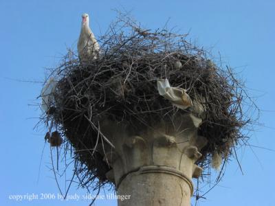 volubilis stork 1, morocco