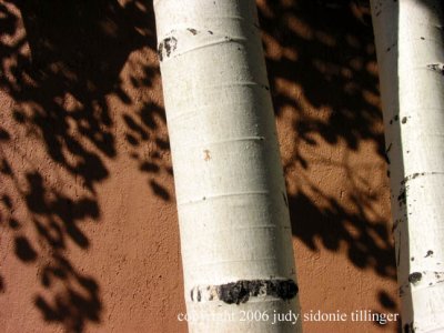 birch shadow