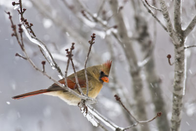 cardenal2007.jpg