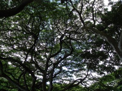 tree canopy.JPG