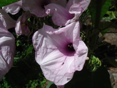 purple hibiscus.JPG