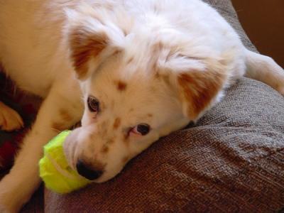 Fergus