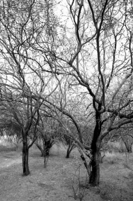 crw_2120_std.jpg