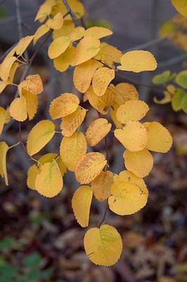 crw_2148_std.jpg