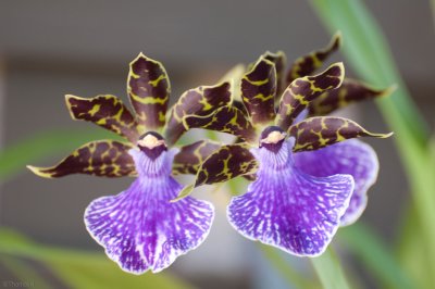 n4020 Orchids