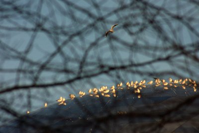 Le Repre des mouettes