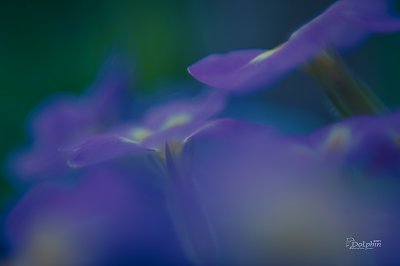 Violet blur