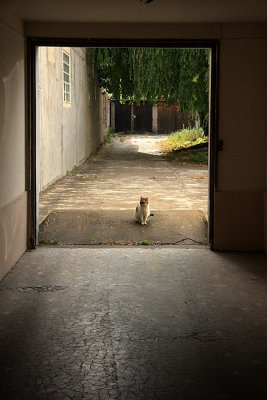Waiting lonely cat