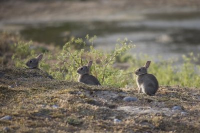 Lapins de jardin