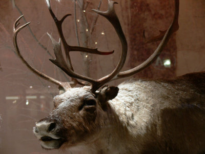 Le renne du Pere Noel