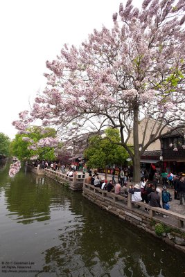 The pink tree