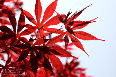 Autumnal color