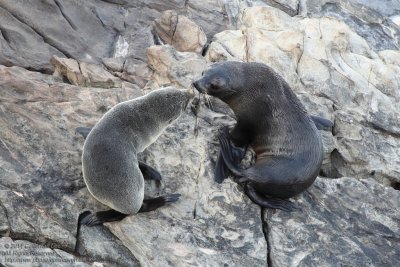 Seal with a kiss