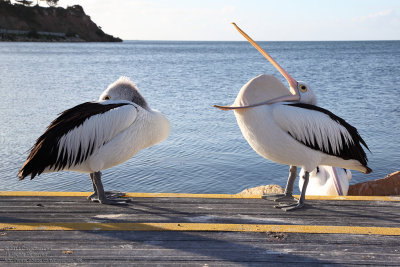 Pelican Talk