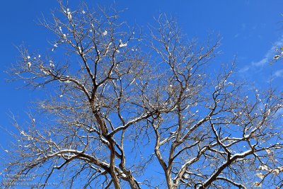 Winter branches