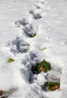 Winter Footprint 