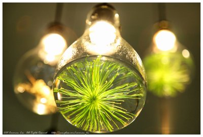 Green in a bulb 