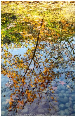 The Reflection of Autumn