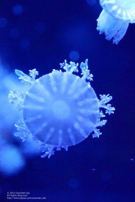 Underwater snow flake