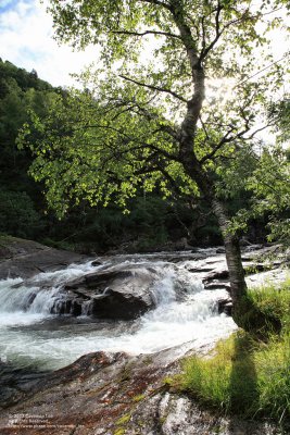 Along the stream
