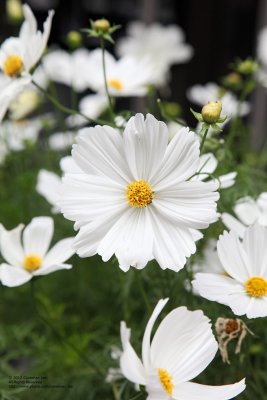 Flower along the street