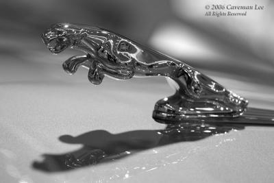 Jaguar Car Show