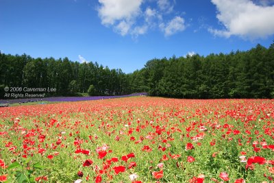 Revisit Hokkaido in 2006  再訪北海道2006