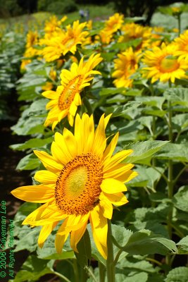 Sunflower -2