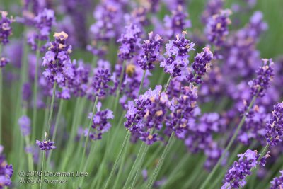Lavender _2