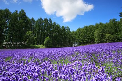 The Lavender Field