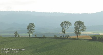 Trees in a distance