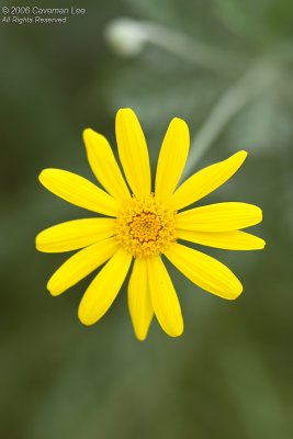 A small yellow flower