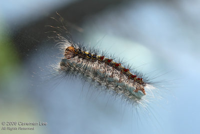  Caterpillar