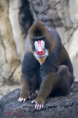 Mandrill  msi