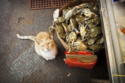 Cat and Crabs