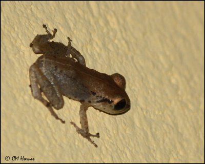 4731 Lesser Antillean Whistling Frog.jpg