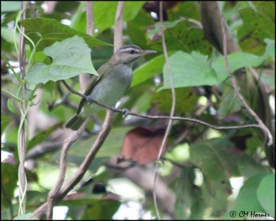 4772 Black-whiskered Vireo.jpg