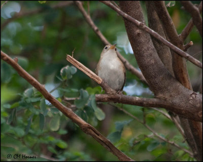 4781 St. Lucia House Wren.jpg