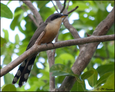 4788 Mangrove Cuckoo.jpg