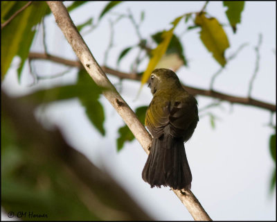 4811 Lesser Antillean Saltator.jpg