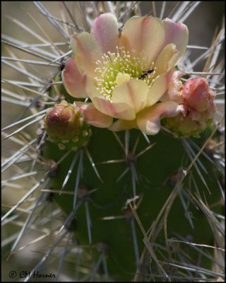 4879 Cactus.jpg