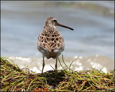 4938 Short-billed Dowitcher.jpg