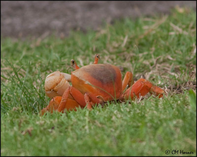 4957 Land Crab sp.jpg