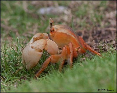 4964 Land Crab sp.jpg