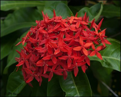 4968 Ixora casei