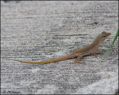 4971 St. Lucia Anole  confirm id.jpg