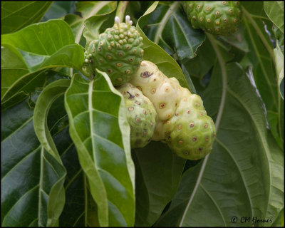4987 Noni or Indian Mulberry