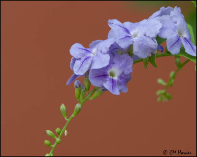 4992 Purple flower.jpg